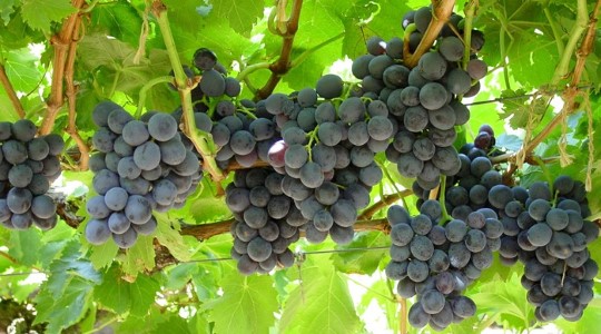 Influencing Table Grape Health