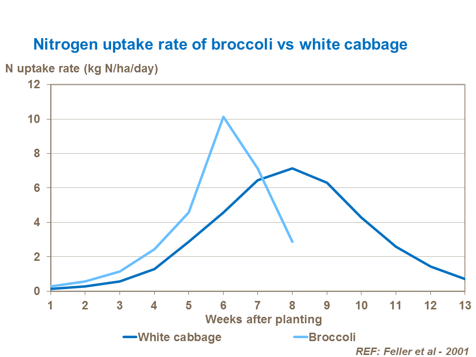 earliness 3-nitrogen-uptake-rate-of-broccoli-vs-white-cabbage.png