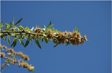 aaa growth image.png