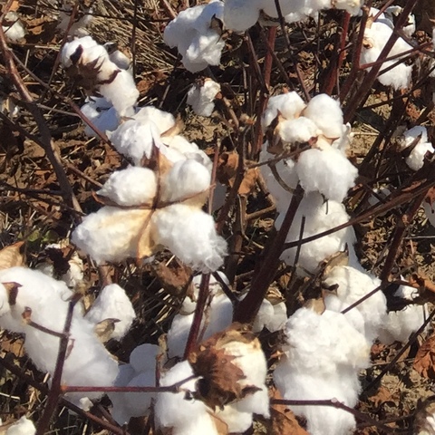 Cotton