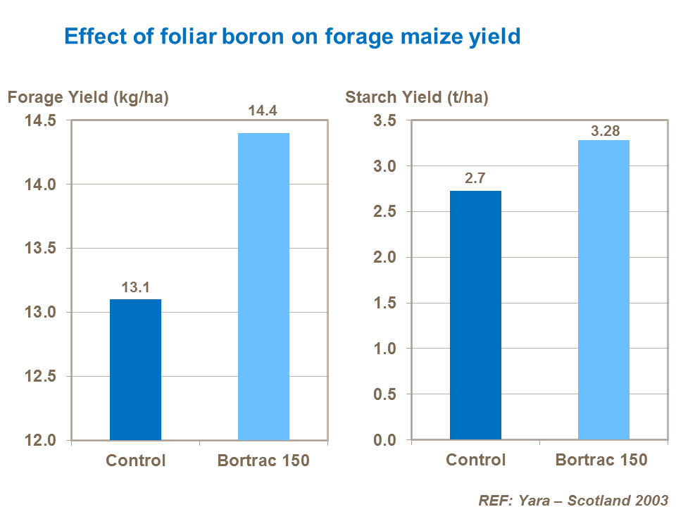 Effect of boron on forage maize yield