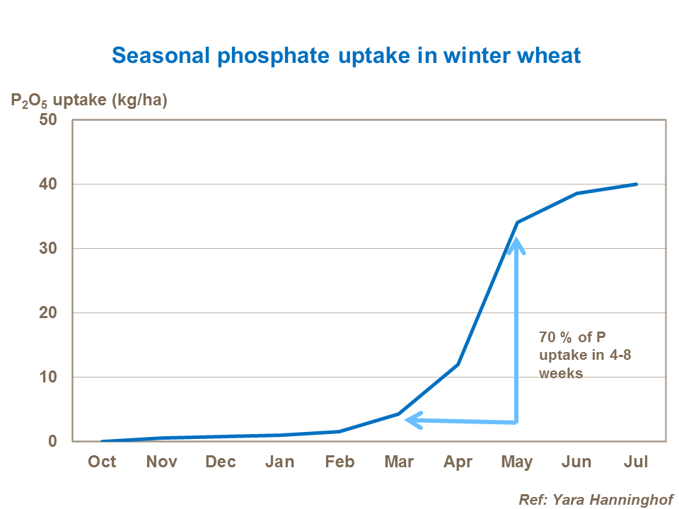 Seasonal phosphate uptake in winter wheat