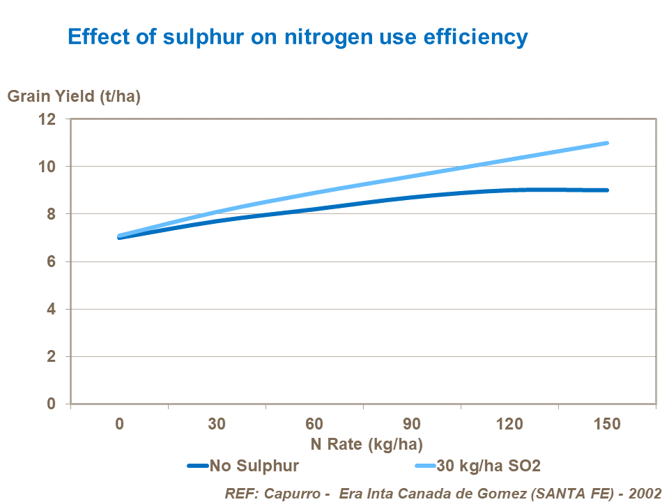 Effect of sulphur on nitrogen use efficiency in maize