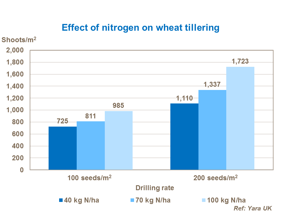 Effect of nitrogen on wheat tillering