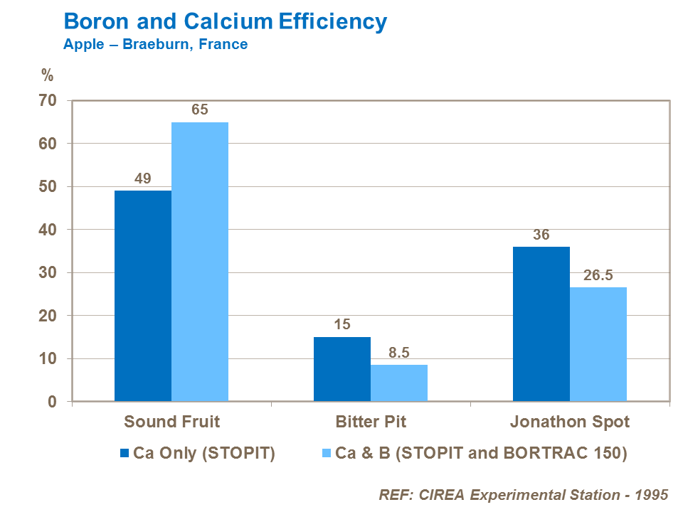 Boron and Calcium Efficiency apples