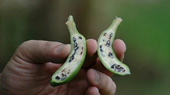 Seeded banana